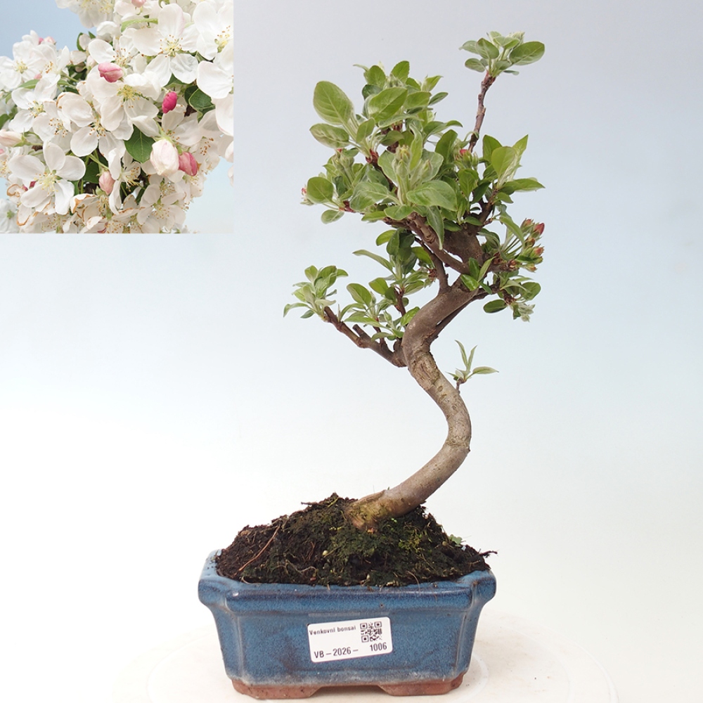 Bonsai voor buiten -Malus halliana - Appelboom met kleine vruchten