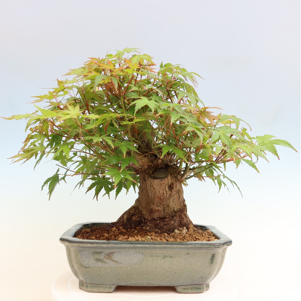 Bonsai voor buiten - Esdoorn Burger - Acer Burgerianum
