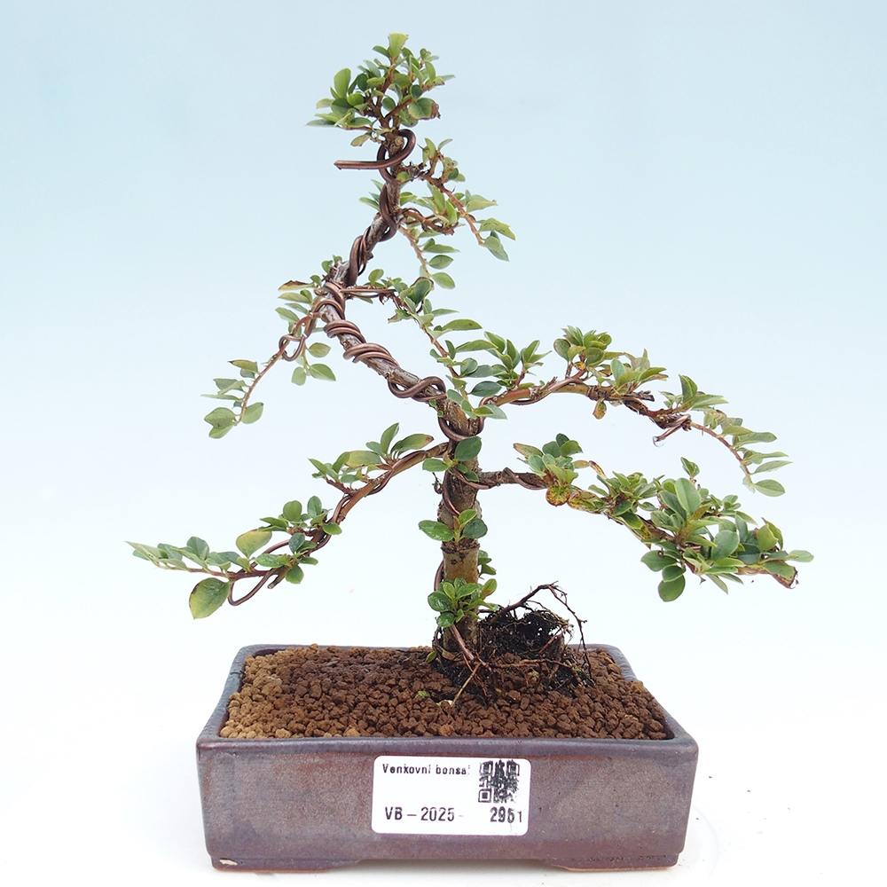 Bonsai voor buiten - Cotoneaster horizontalis - Rocky Mountain