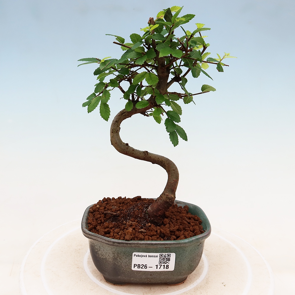 Kamerbonsai - Ulmus parvifolia - Winteriep