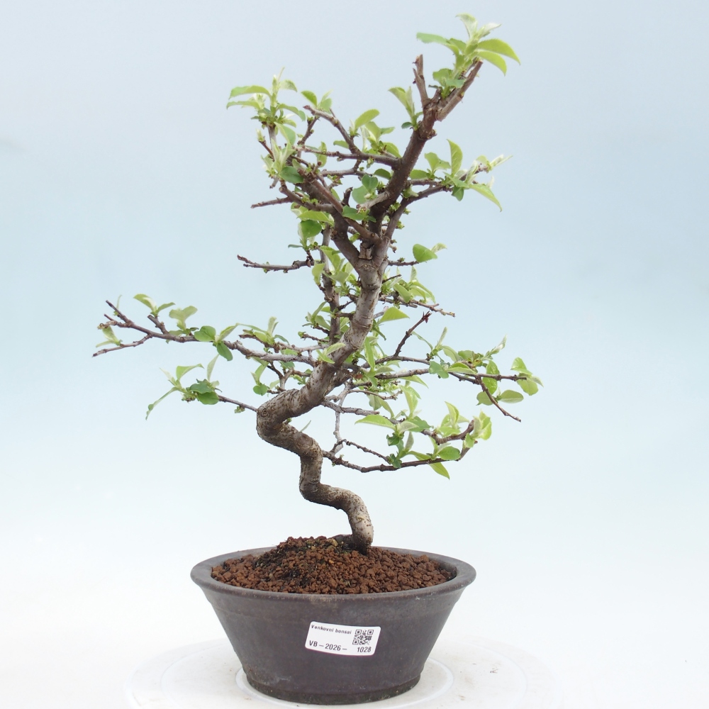 Bonsai voor buiten - Chaneomeles chinensis