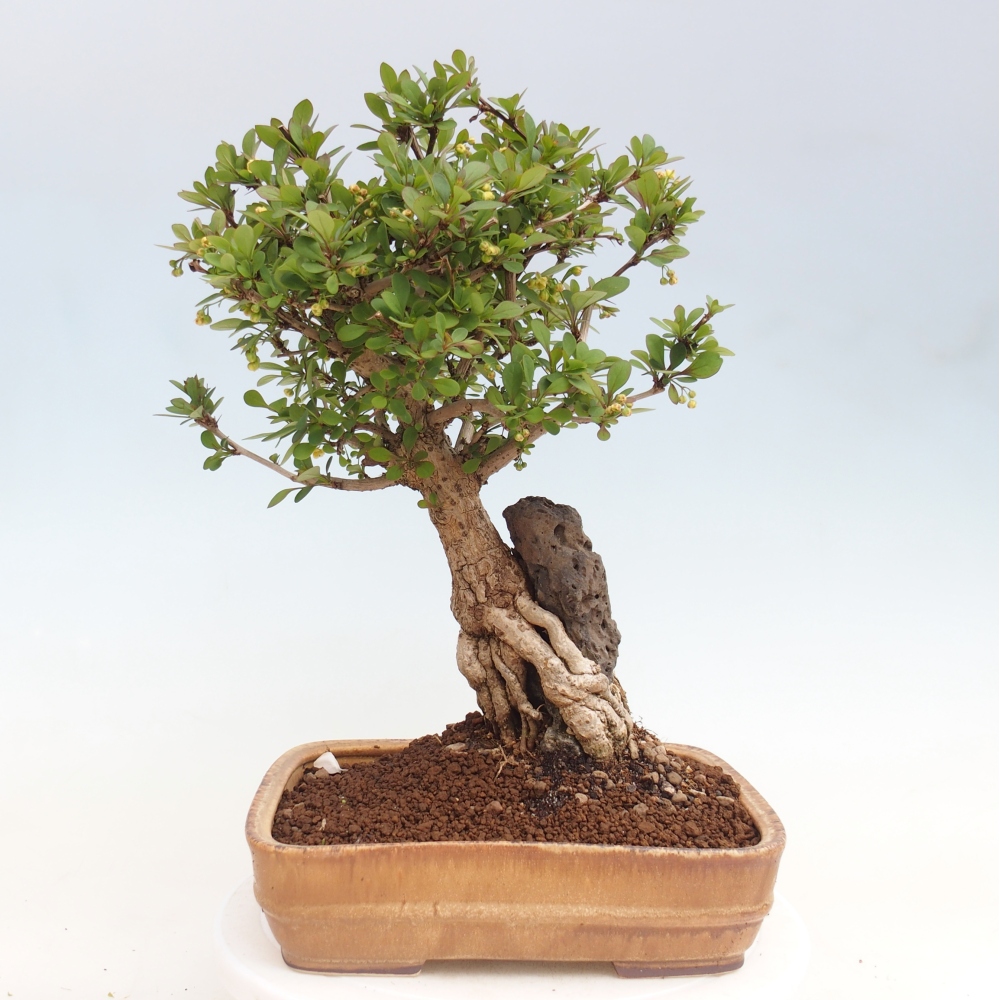 Bonsai voor buiten - Berberis coreana