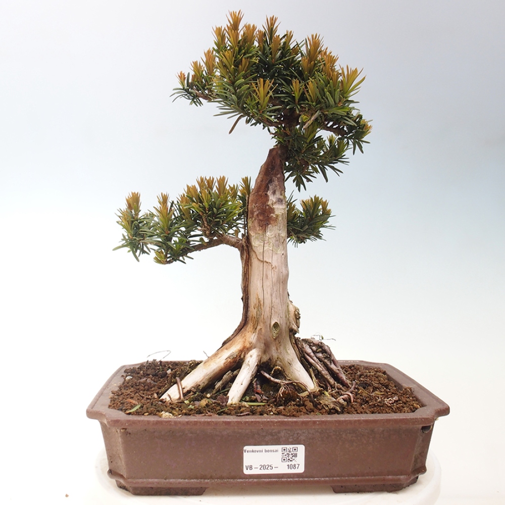 Bonsai voor buiten - Taxus cuspidata - Japanse Taxus