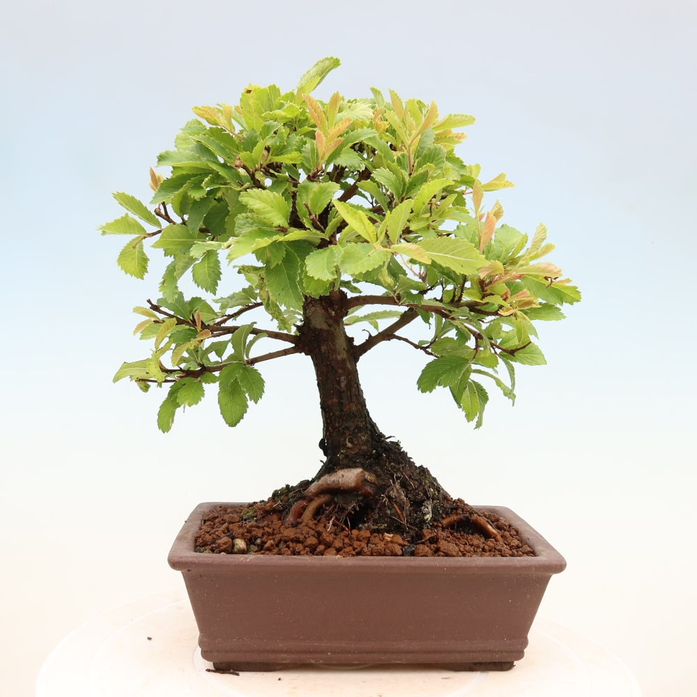 Bonsai voor buiten - Zelkova - Zelkova NIRE