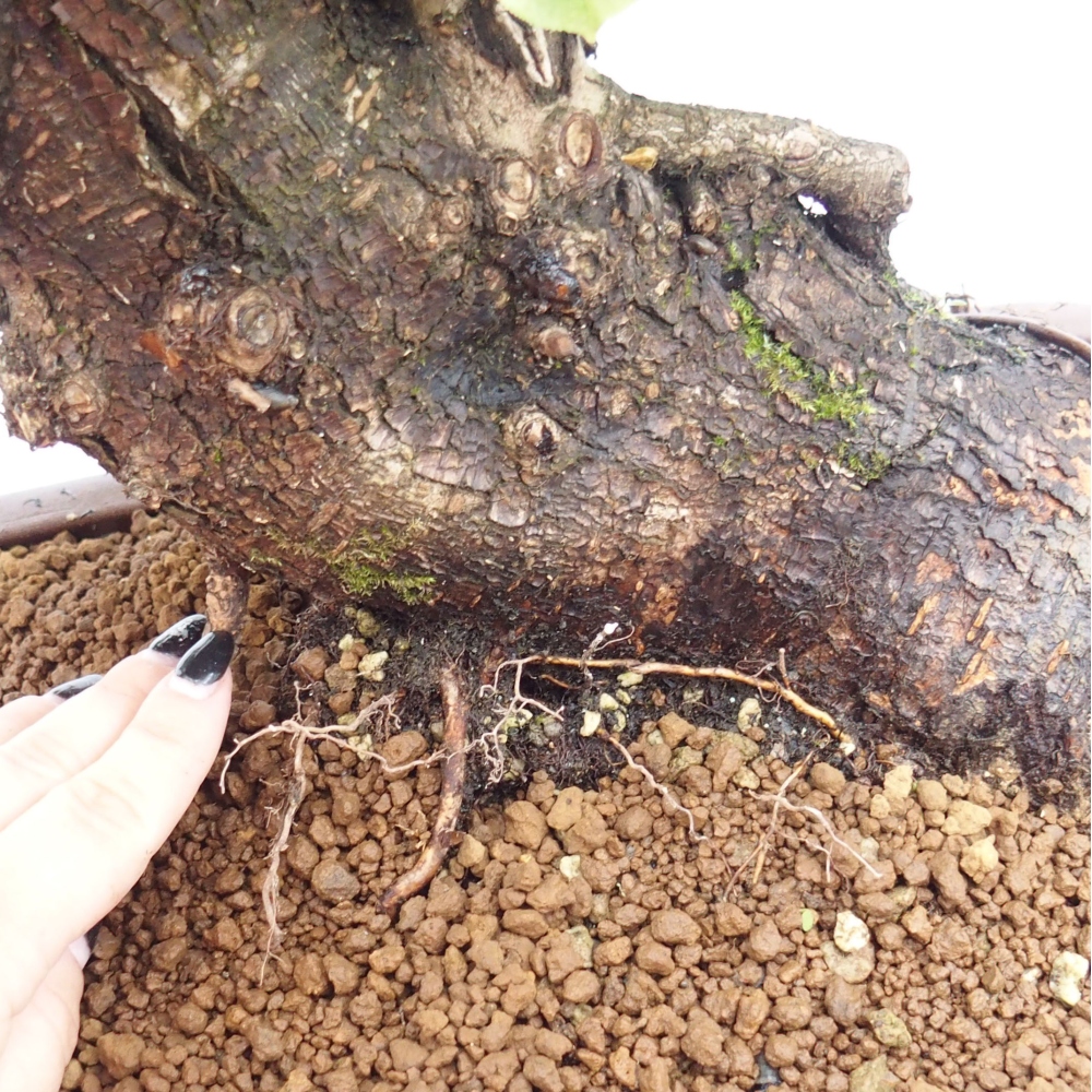 Bonsai voor buiten - Mahalebka - Prunus mahaleb
