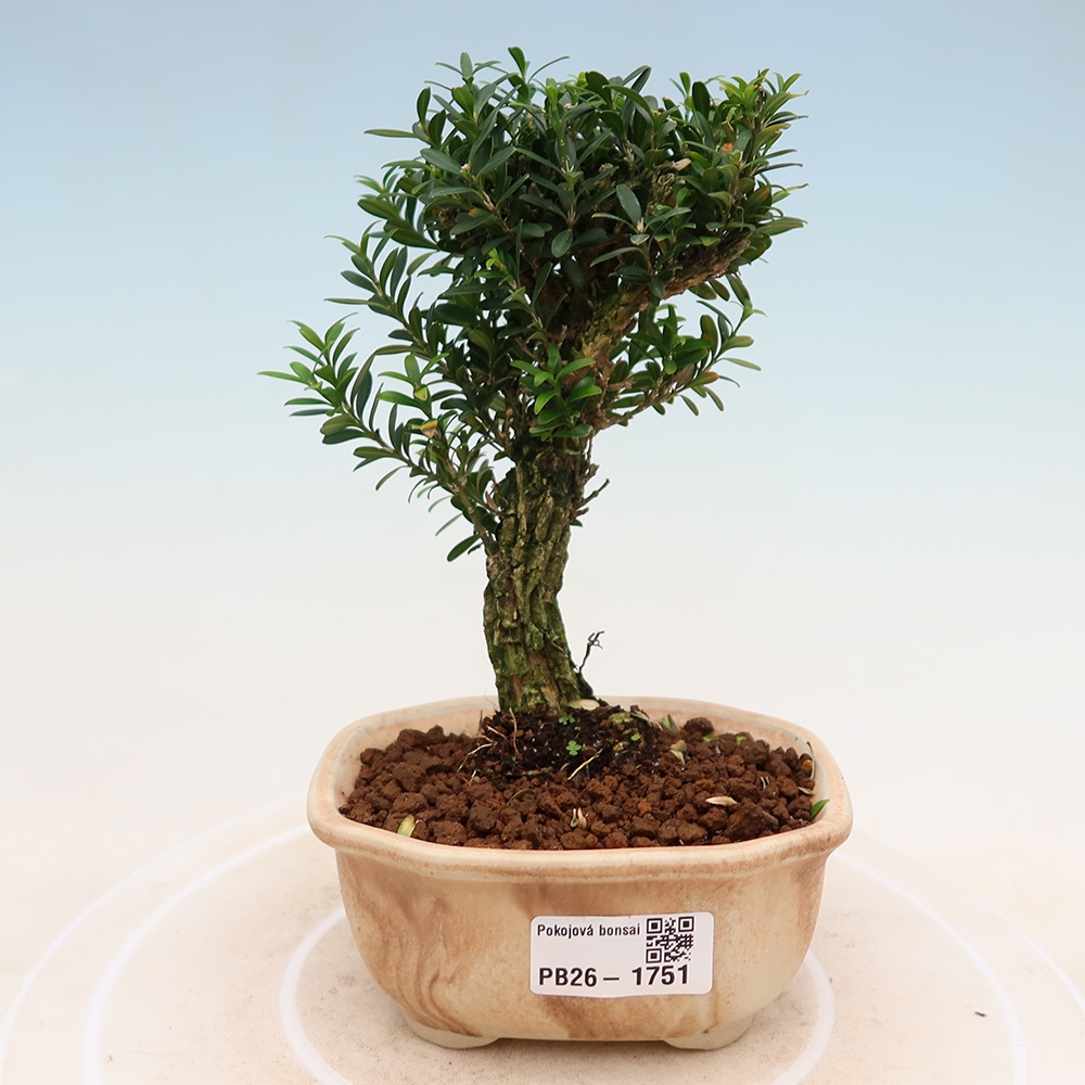 Kamerbonsai - Buxus harlandii - kurk buxus