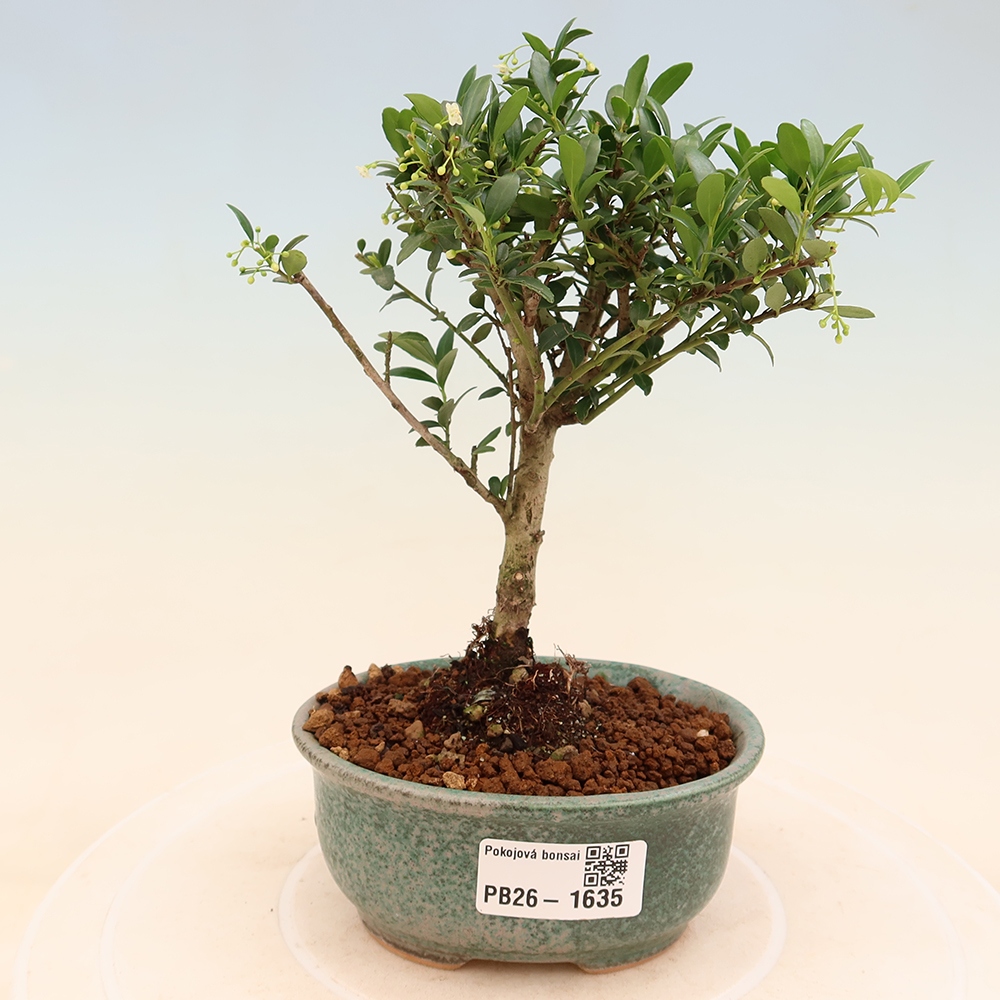 Kamerbonsai - Ilex crenata - Hulst