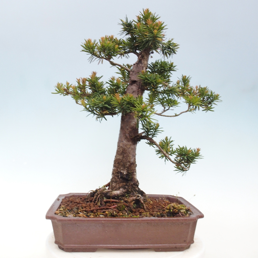 Bonsai voor buiten - Taxus cuspidata - Japanse Taxus