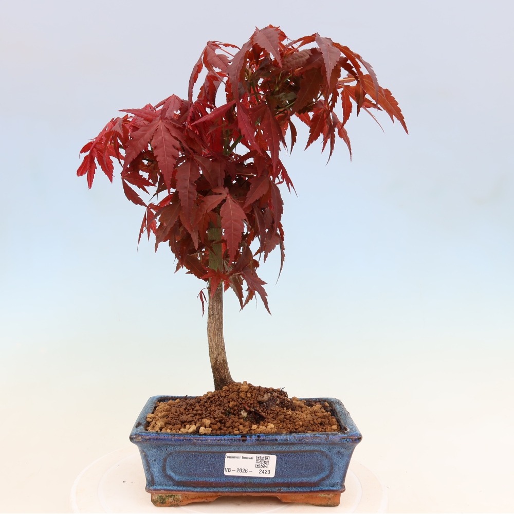 Bonsai voor buiten - Acer palm. Atropurpureum-Javorpalm