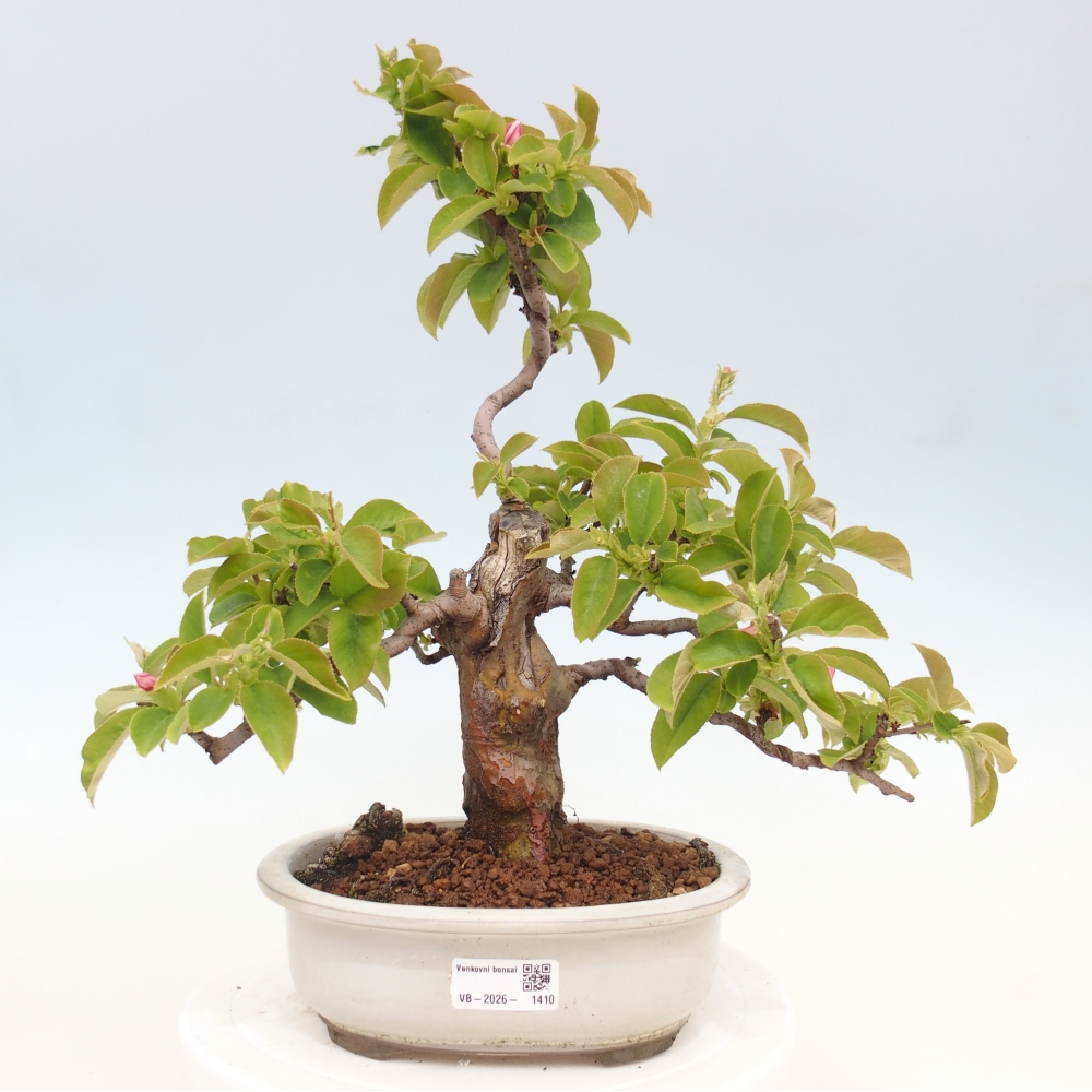 Bonsai voor buiten - Pseudocydonia sinensis - Chinese kweepeer