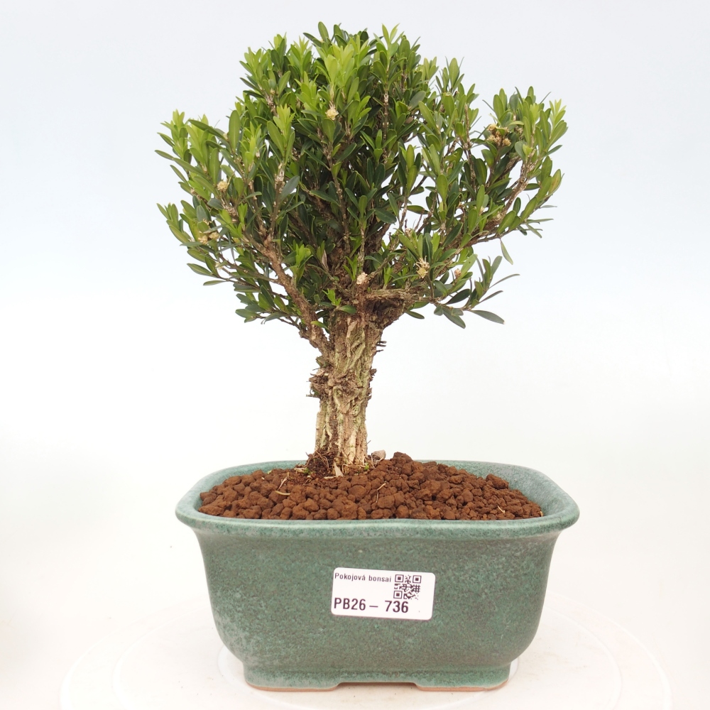 Kamerbonsai - Buxus harlandii - kurk buxus