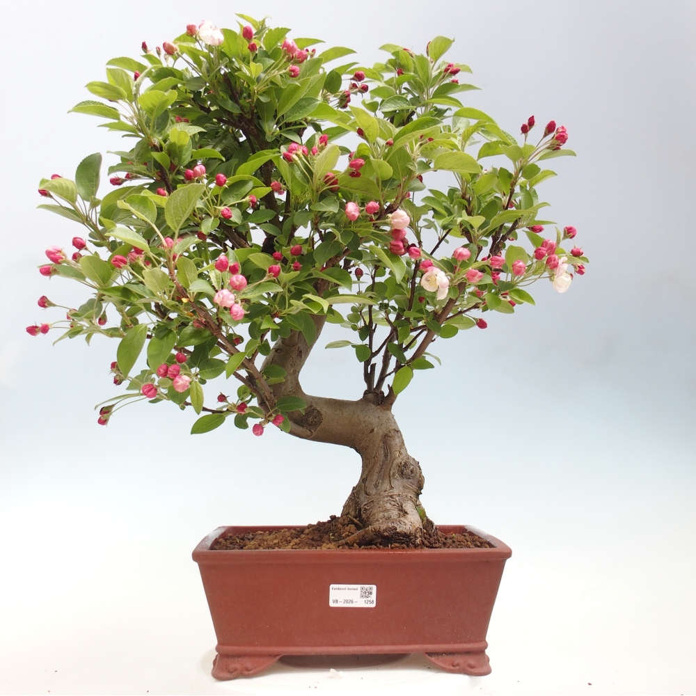 Bonsai voor buiten -Malus halliana - Appelboom met kleine vruchten