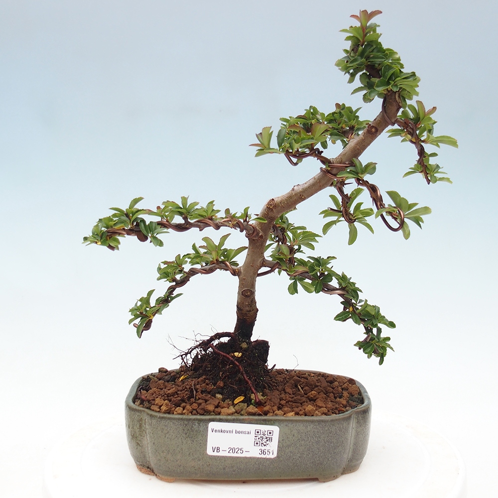 Bonsai-Pyracantha Teton voor buiten -Hlox