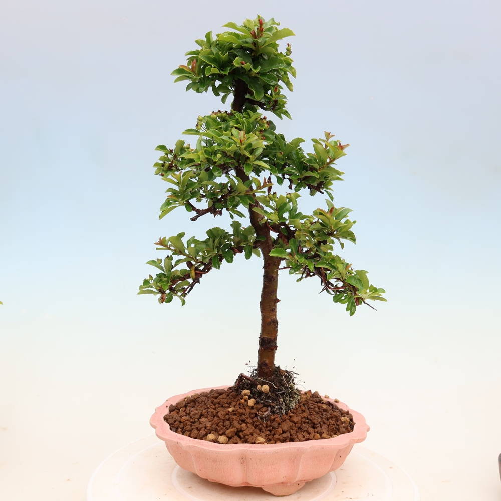 Buitenbonsai - Pyracantha teton - Vuurdoorn