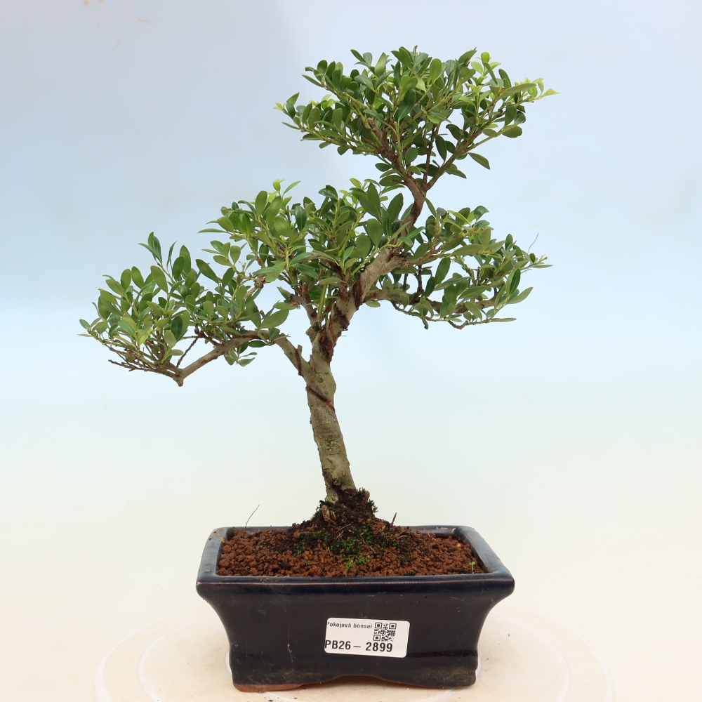 Kamerbonsai - Ilex crenata - Hulst