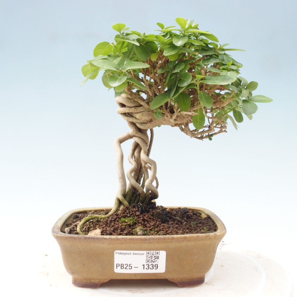 Bonsai voor binnen - Premna serratifolia - Kozlovna malolista
