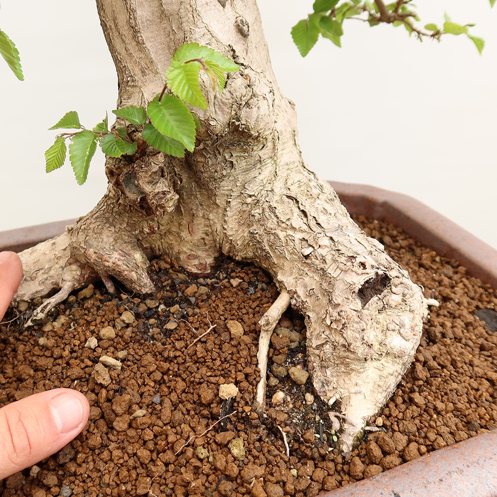 Bonsai voor buiten -Carpinus Coreana - Koreaanse haagbeuk