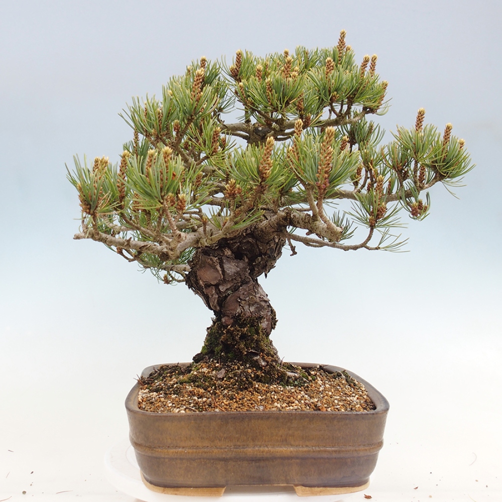 Bonsai voor buiten - Pinus parviflora - Pinus parviflora