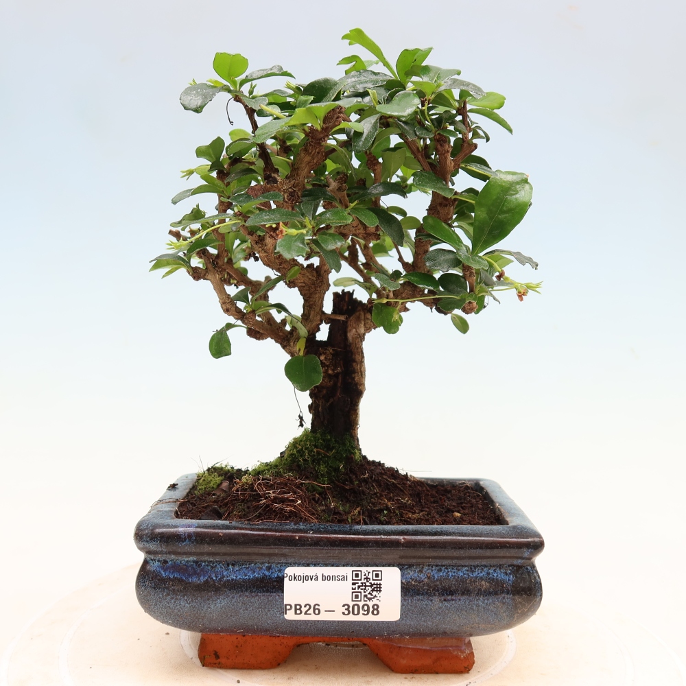 Kamerbonsai - Carmona macrophylla - Thee fuki
