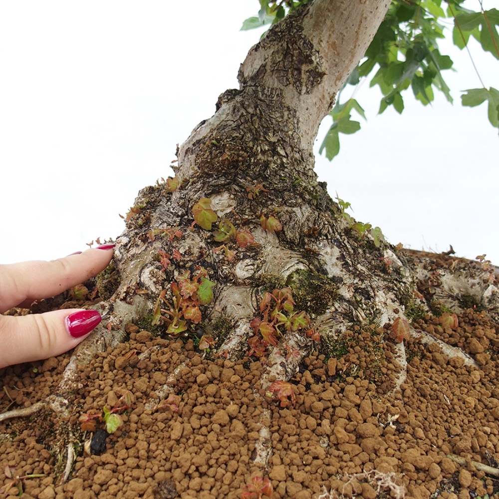 Bonsai voor buiten - Franse esdoorn - Acer Nonspessulanum