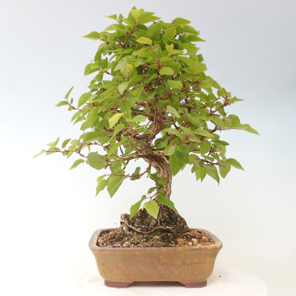 Bonsai voor buiten -Carpinus CARPINOIDES - Koreaanse haagbeuk