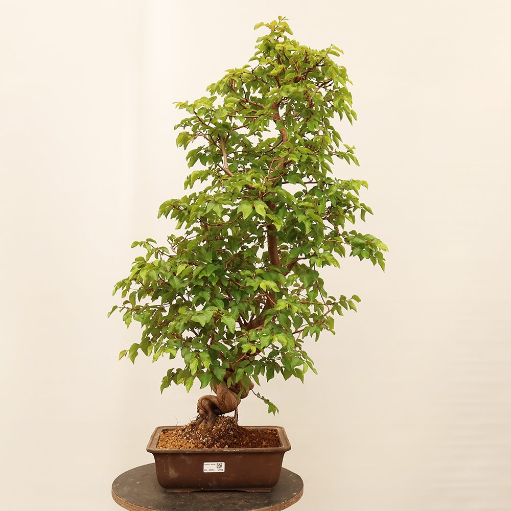 Bonsai voor buiten -Carpinus Coreana - Koreaanse haagbeuk