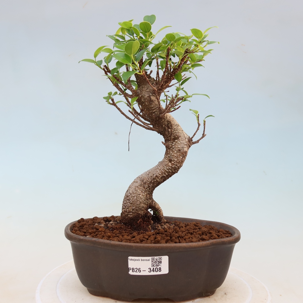 Kamerbonsai - Ficus kimmen - kleinbladige ficus