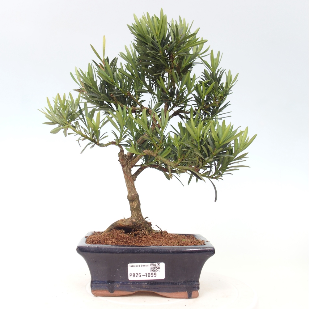 Kamerbonsai - Podocarpus - Taxus