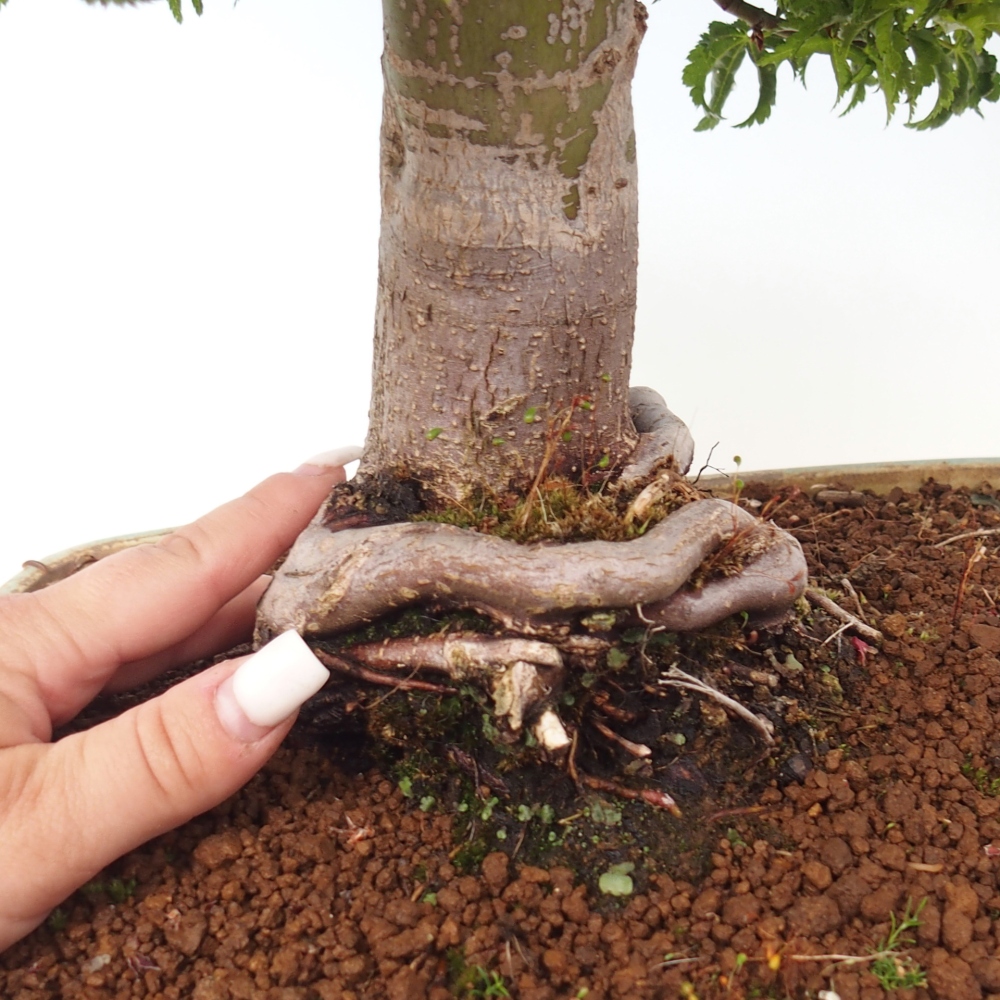 Bonsai voor buiten -Javor palm Acer palmatum Shishigashira