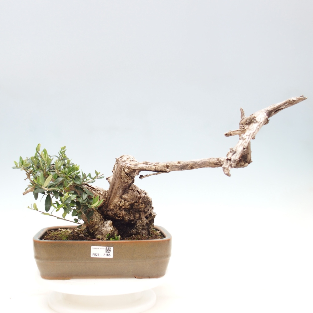 Bonsai voor binnen - Olea europaea sylvestris