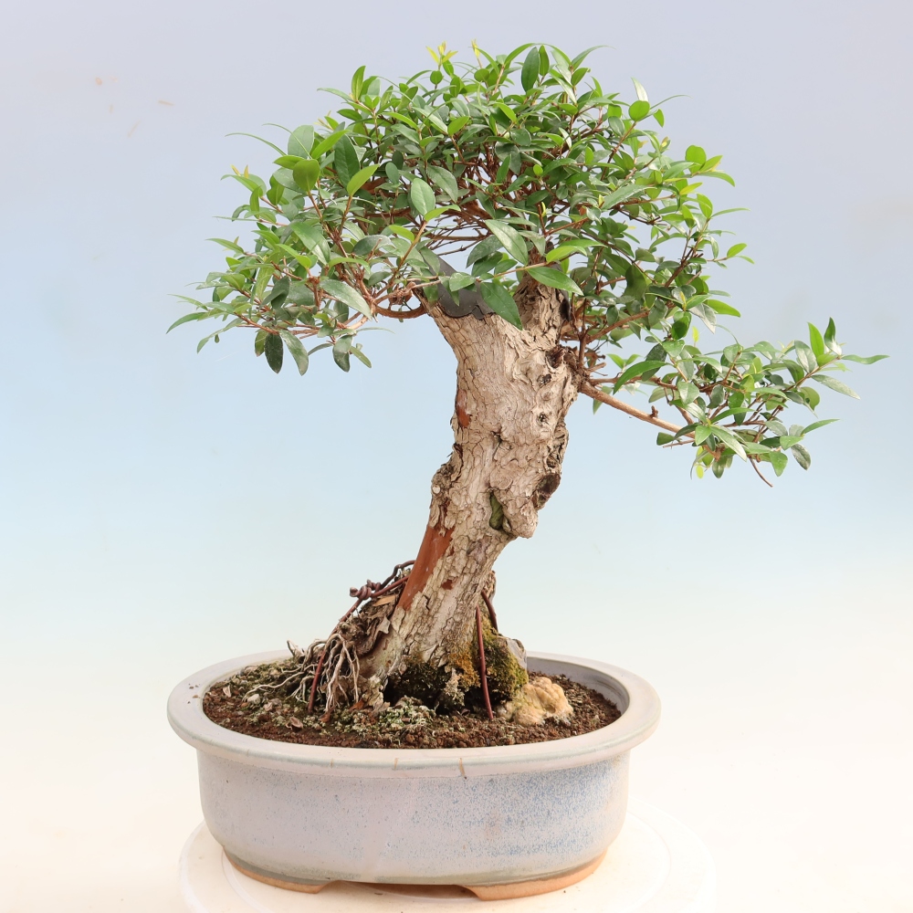 Kamerbonsai - Myrtus communis - Mirte