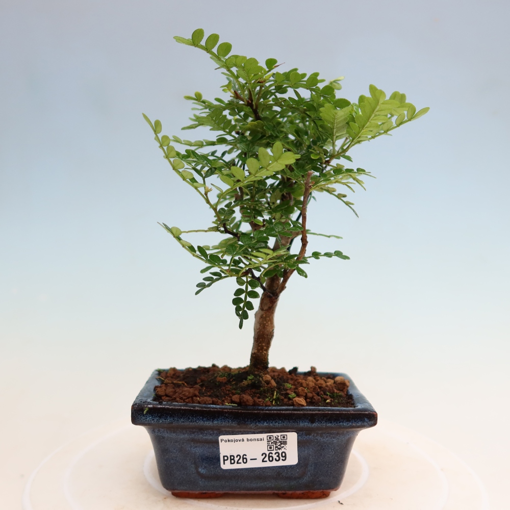 Kamerbonsai - Zantoxylum piperitum - peperboom