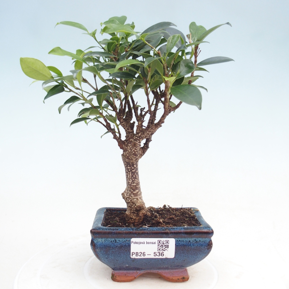 Kamer bonsai Ficus retusa kimmen