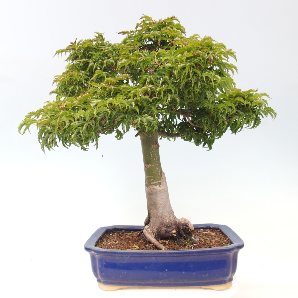 Bonsai voor buiten -Javor palm Acer palmatum Shishigashira