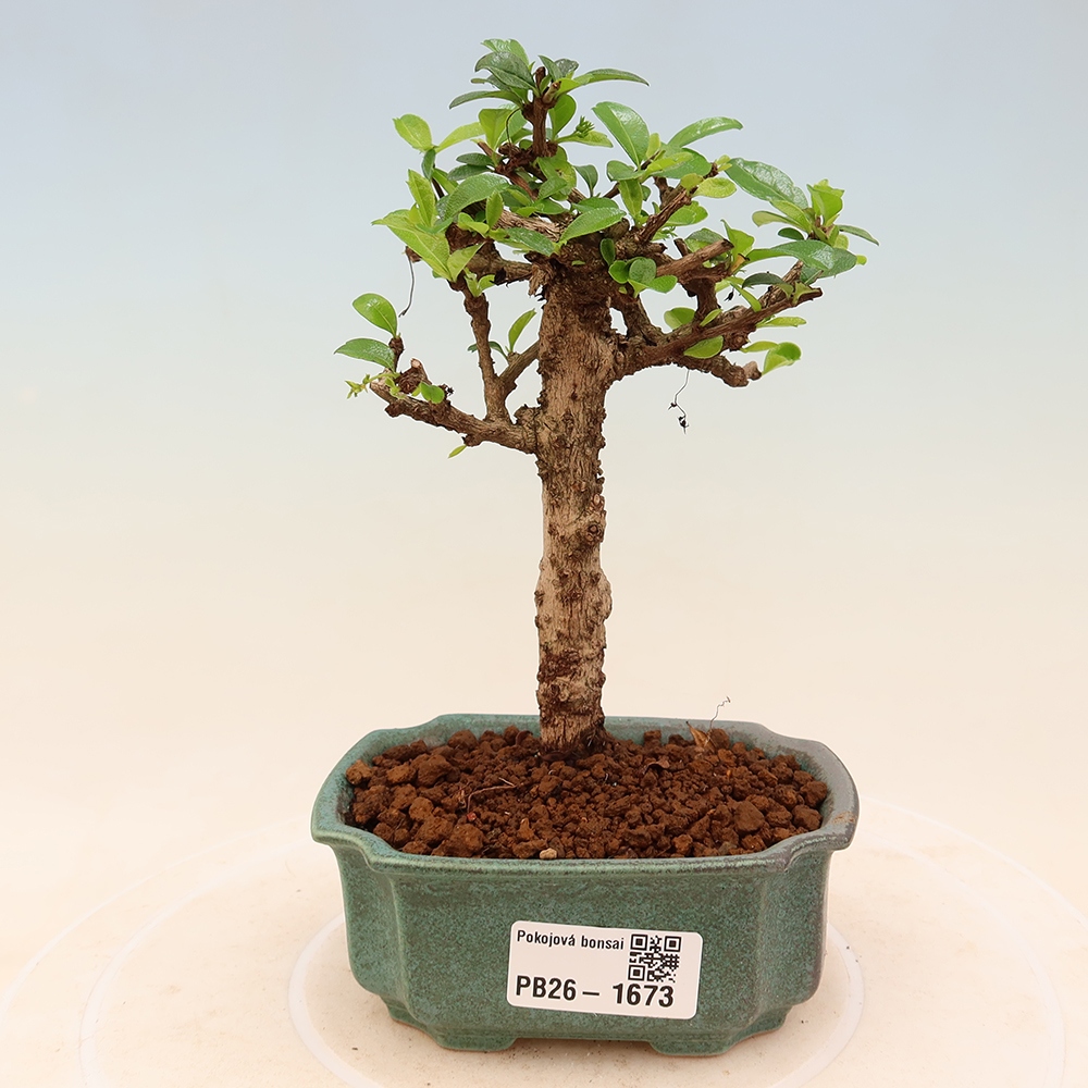 Kamerbonsai - Carmona macrophylla - Thee fuki