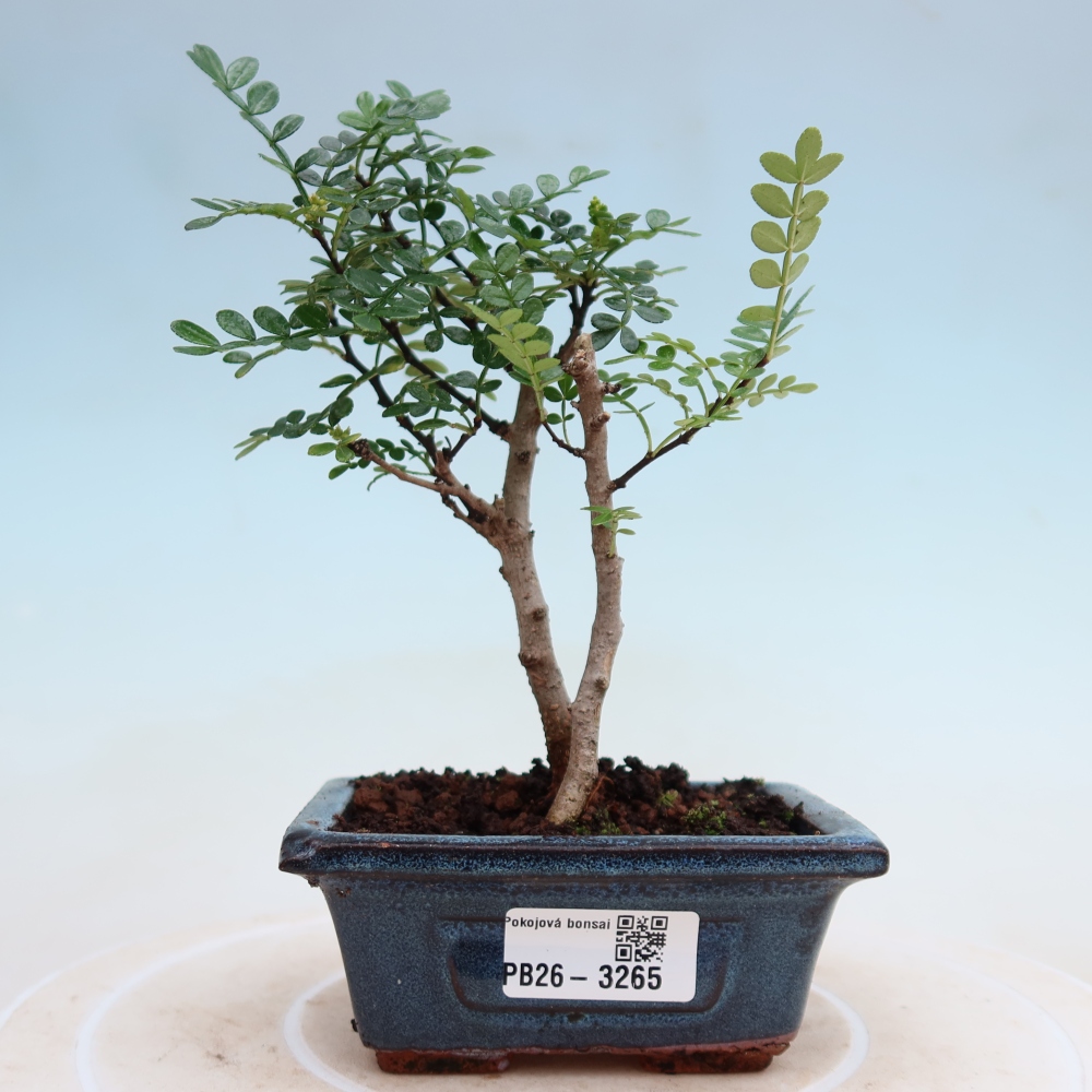 Kamerbonsai - Zantoxylum piperitum - peperboom