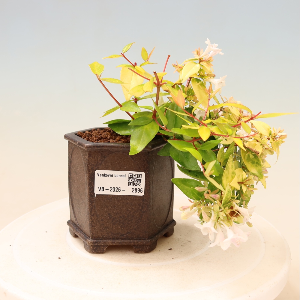 Buitenbonsai - Abelia gr. Kleidoscope - Grootbloemige abelia