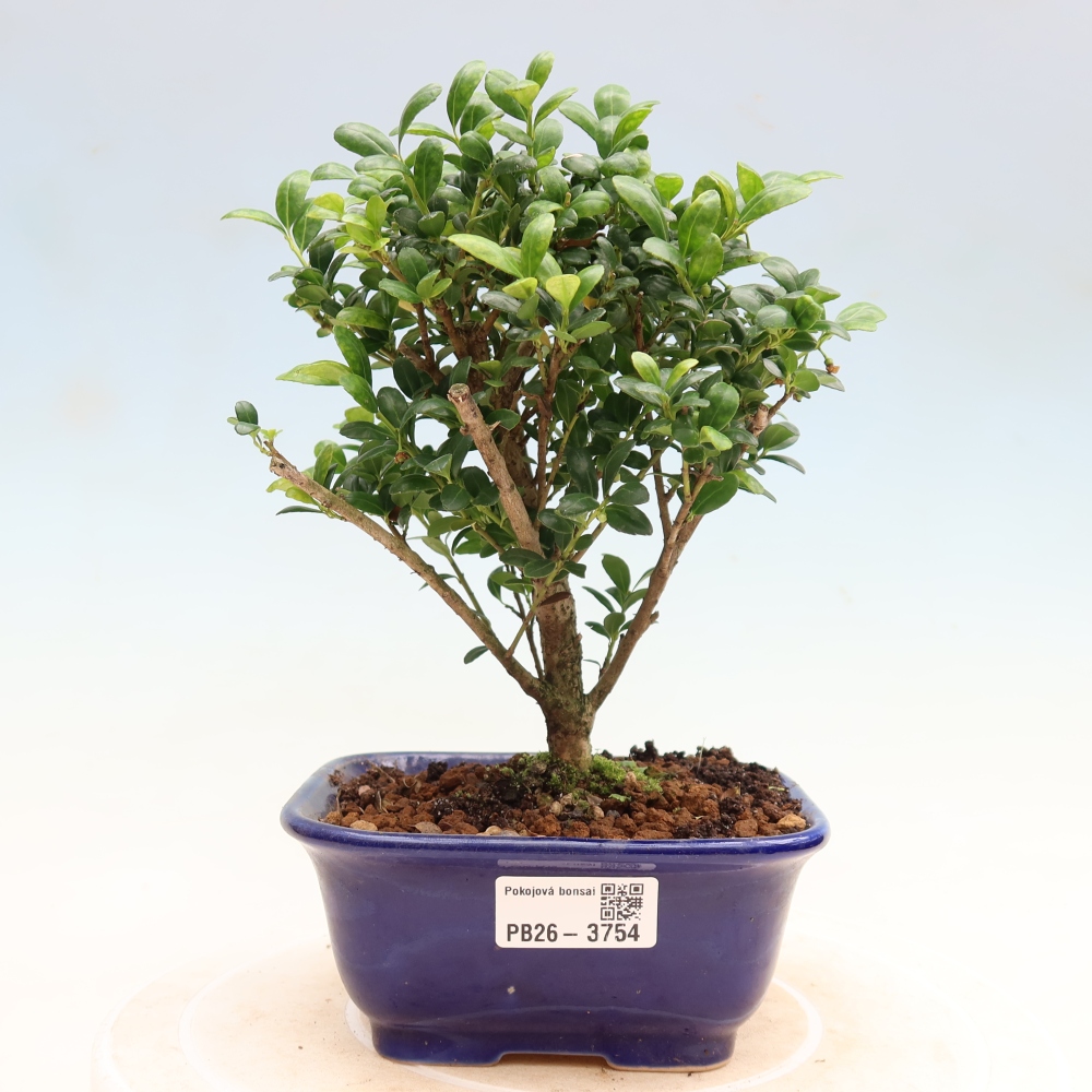 Kamerbonsai - Ilex crenata - Hulst