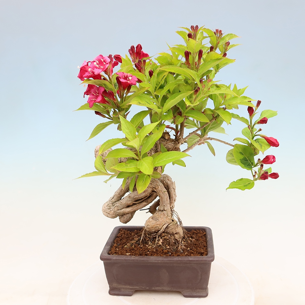 Buitenbonsai - Weigela subsessilis - Koreaanse weigela