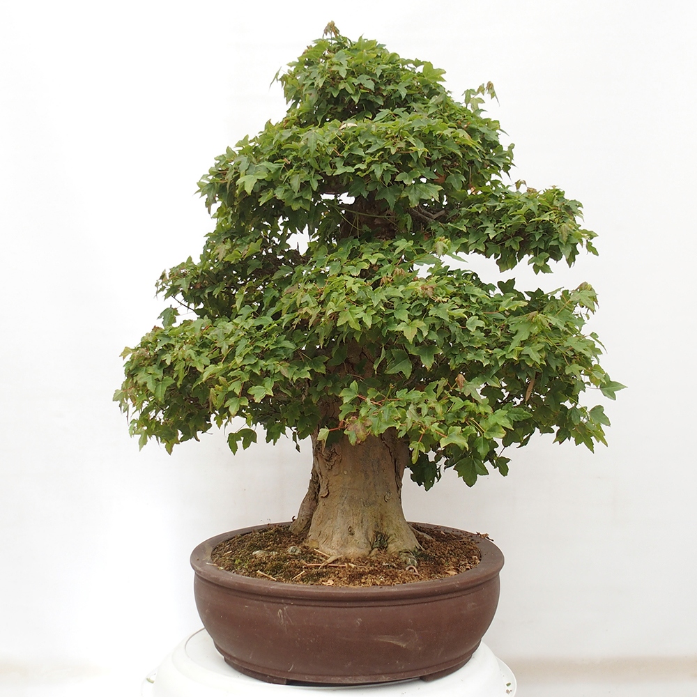 Bonsai voor buiten - Acer Buergerianum - Burgeresdoorn