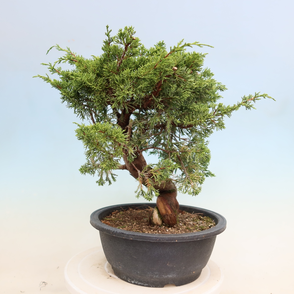 Bonsai voor buiten - Juniperus chinensis Itoigawa-Juniperus chinensis