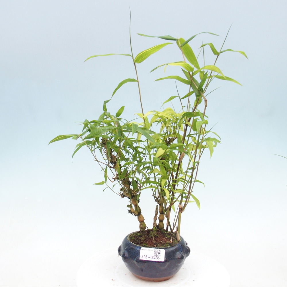 Kamerbonsai - Bamboe budha-Bamboe budha buik