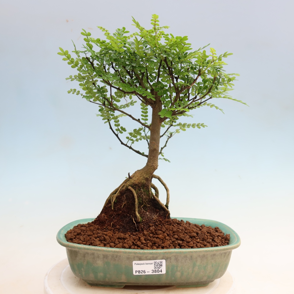 Kamerbonsai - Zantoxylum piperitum - peperboom