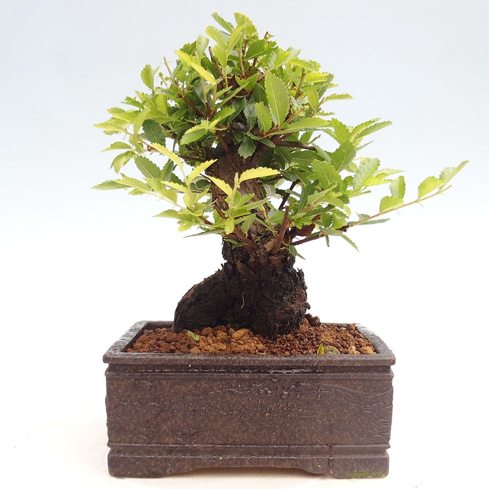 Bonsai voor buiten - Zelkova - Zelkova NIRE