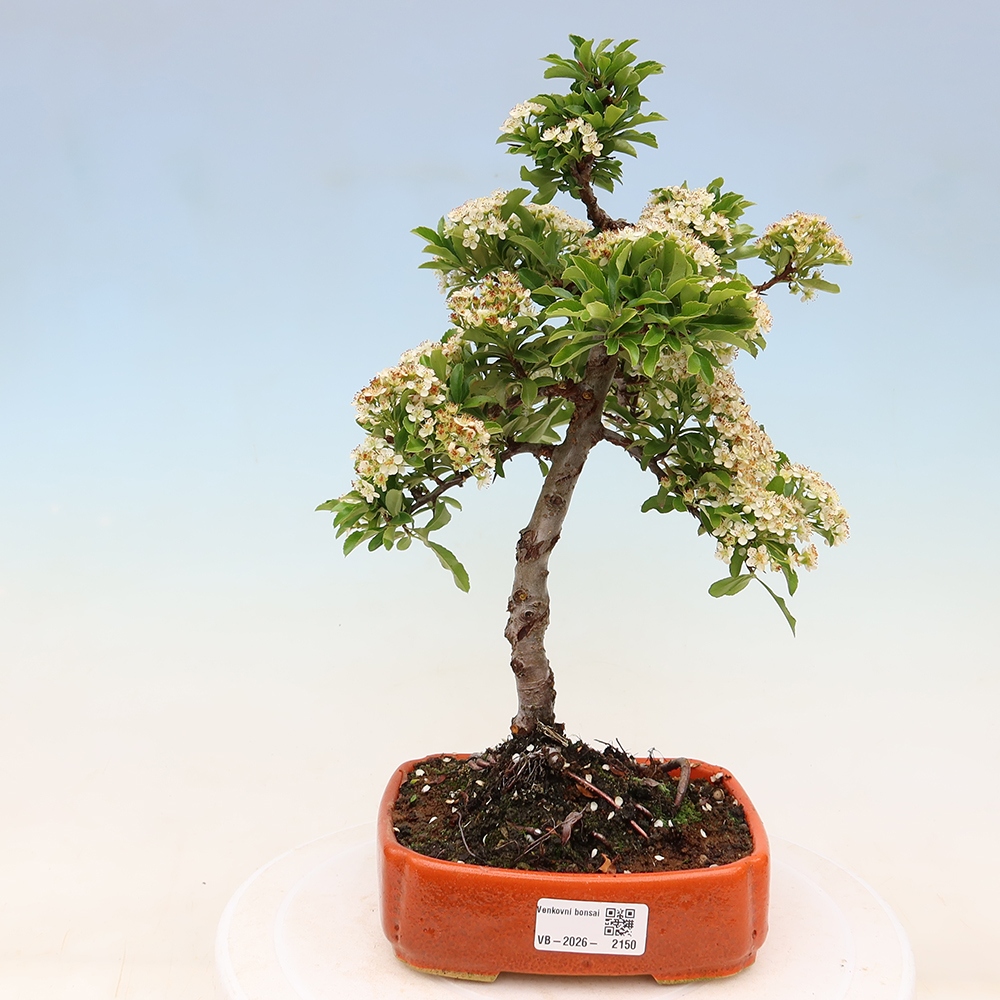 Buitenbonsai - Pyracantha teton - Vuurdoorn