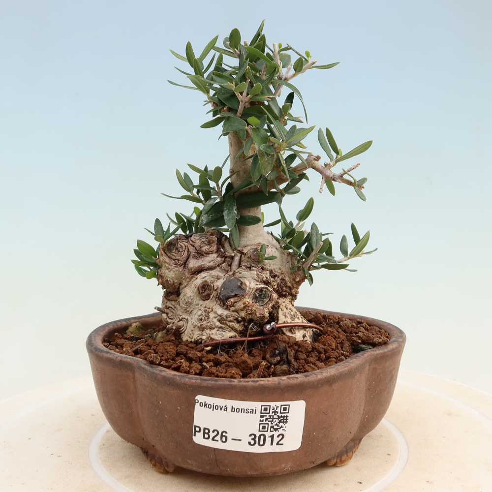 Bonsai voor binnen - Olea europaea sylvestris