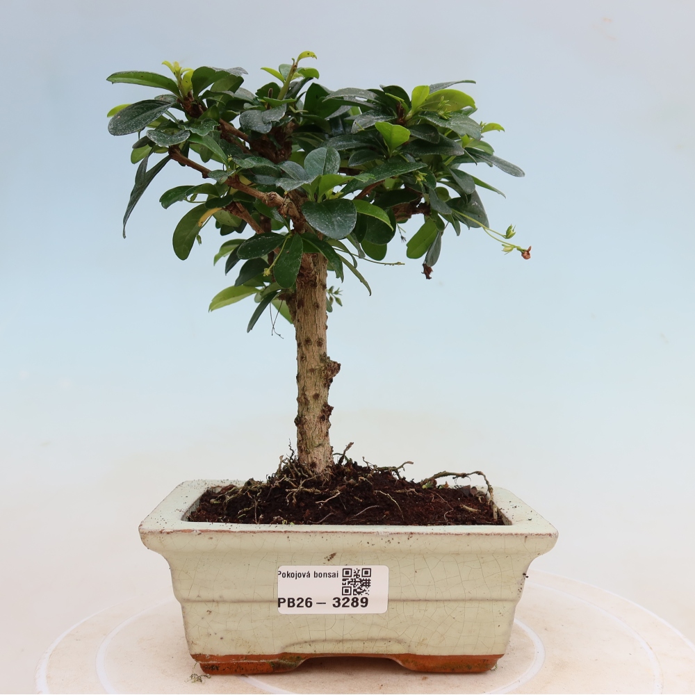 Kamerbonsai - Carmona macrophylla - Thee fuki