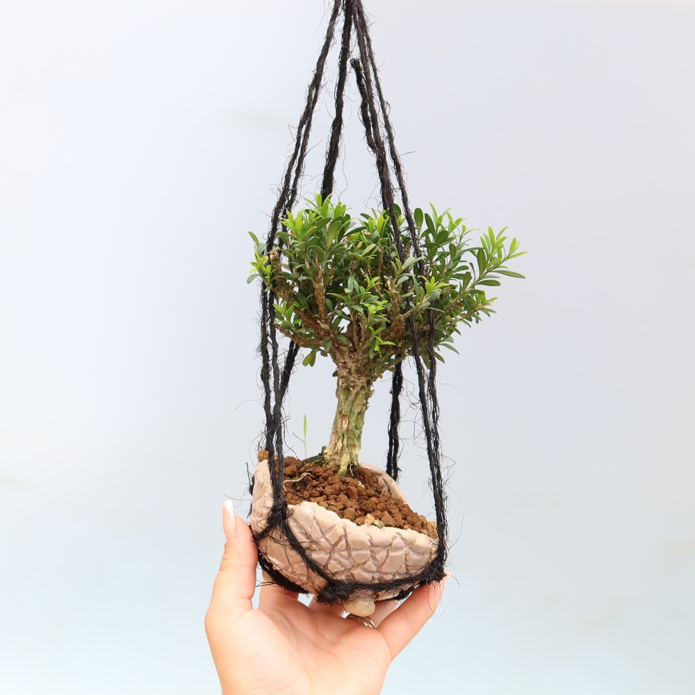 Kokedama in een keramische pot - Buxus harlandii - kurkbuxus