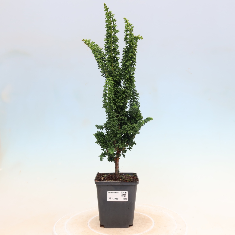 Bonsai voor buiten - Cham. obtusa SEKKA HINOKI - Cipres
