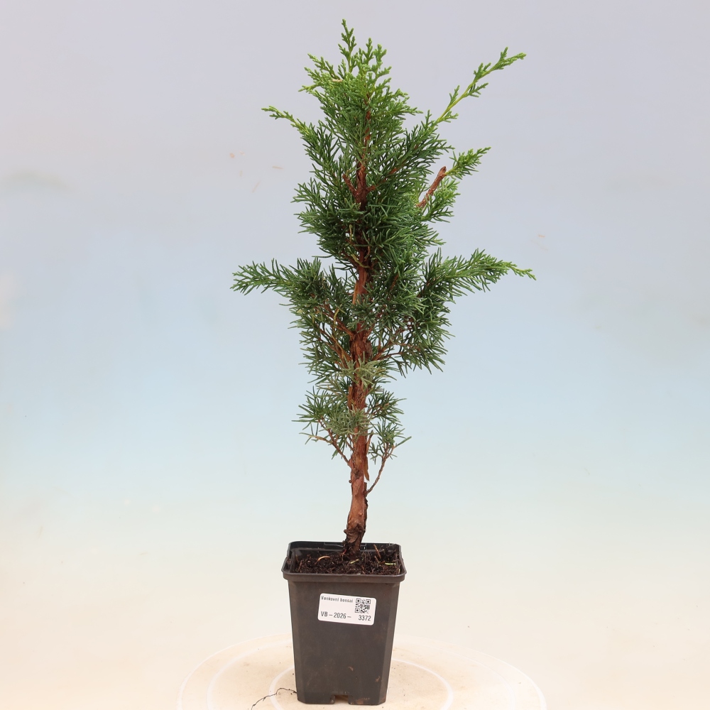 Bonsai voor buiten - Juniperus chinensis Kishu